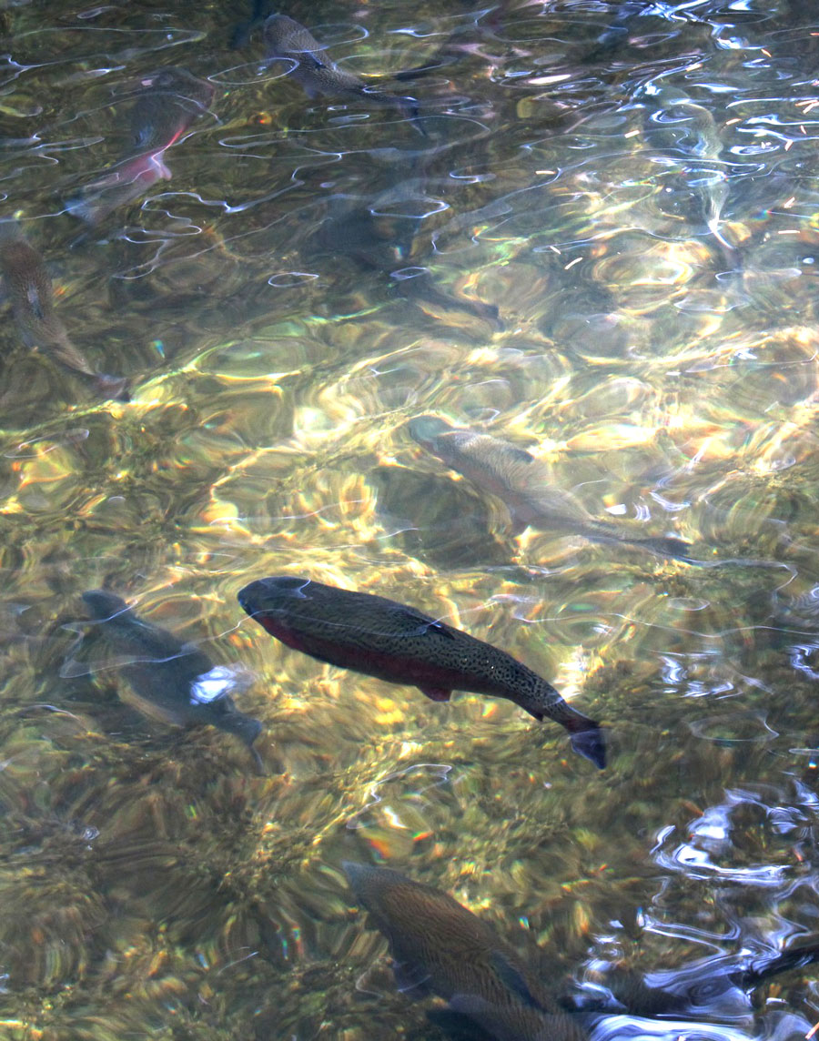 forelle-in-der-prien